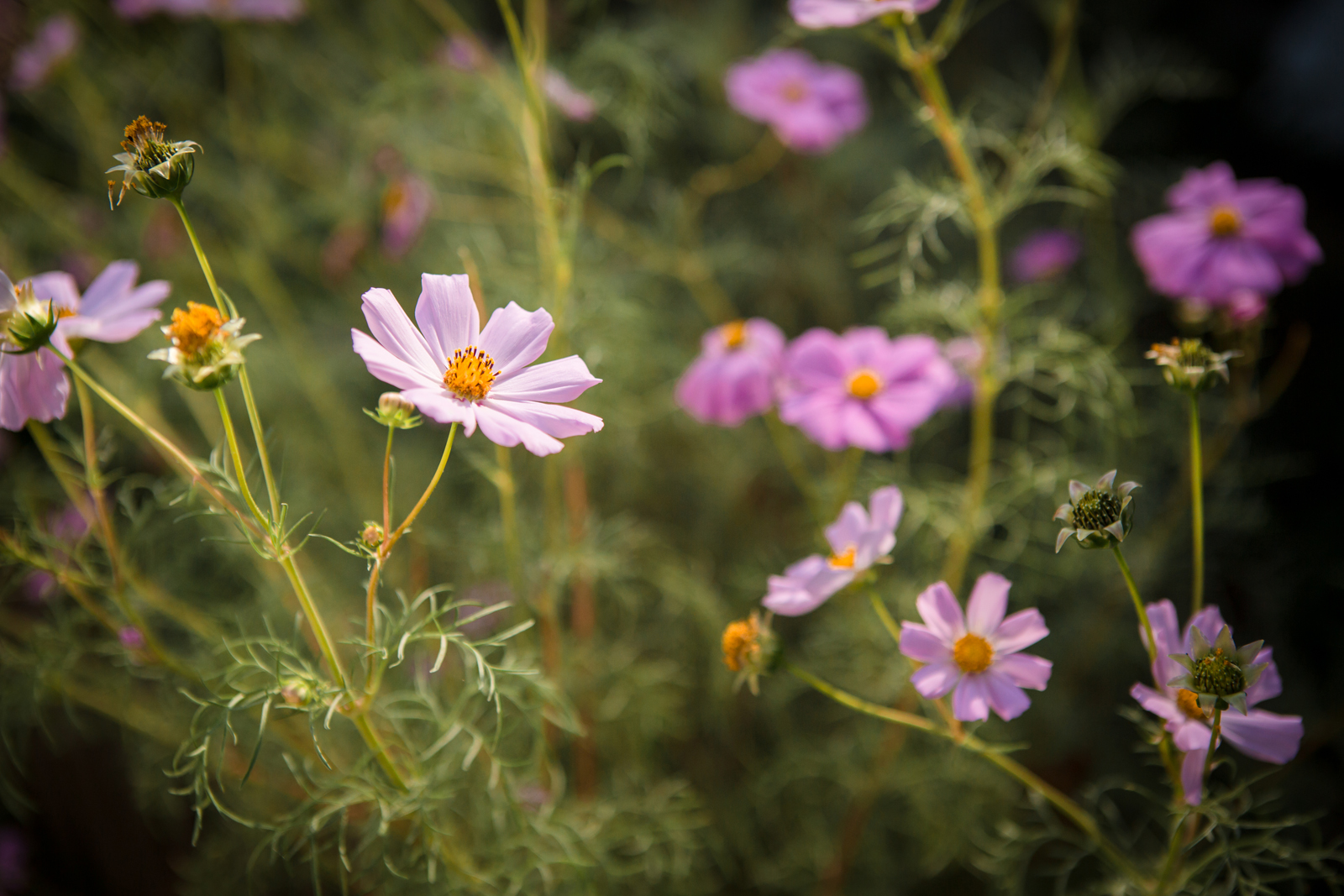 Sedinta foto muzeul satului018