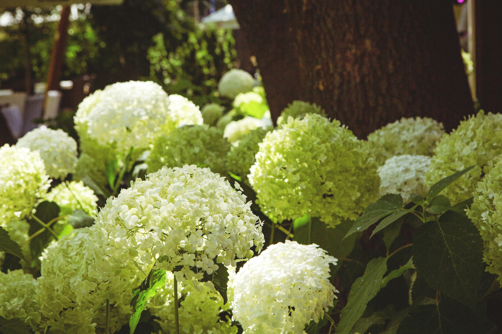 Foto botez casa doina042