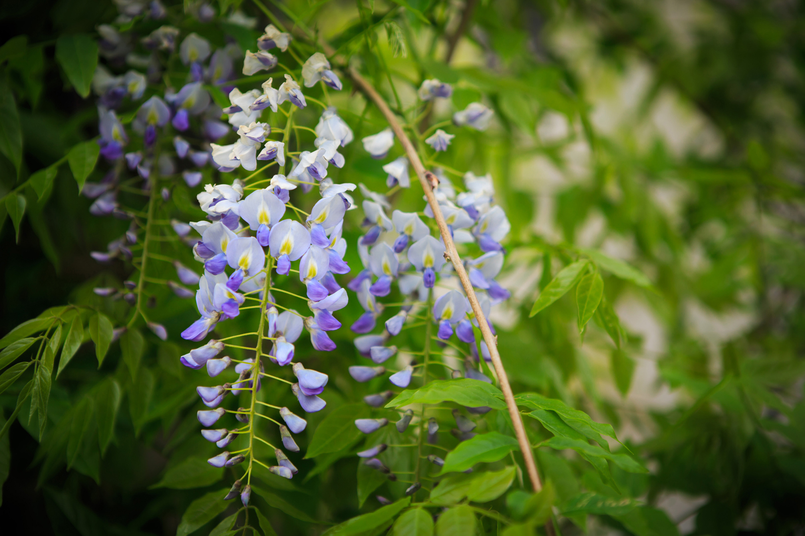 Foto botez hotel caro002