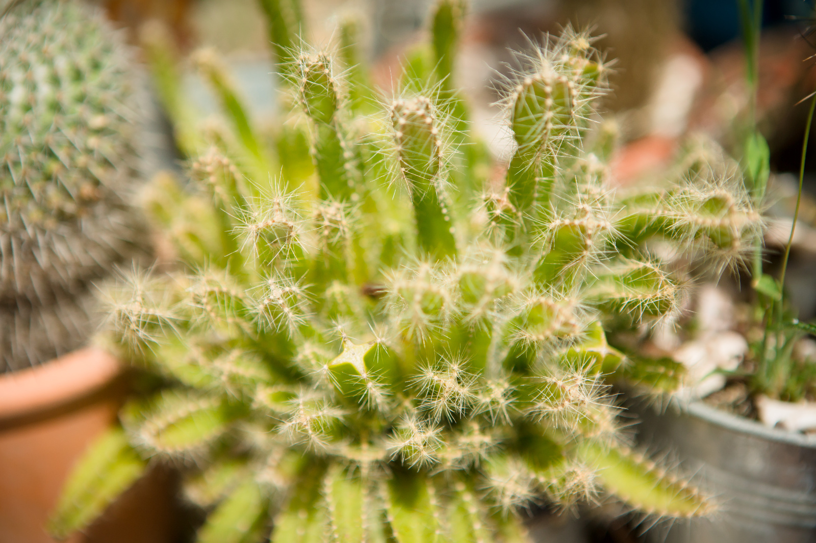 Foto botez ochisoru063