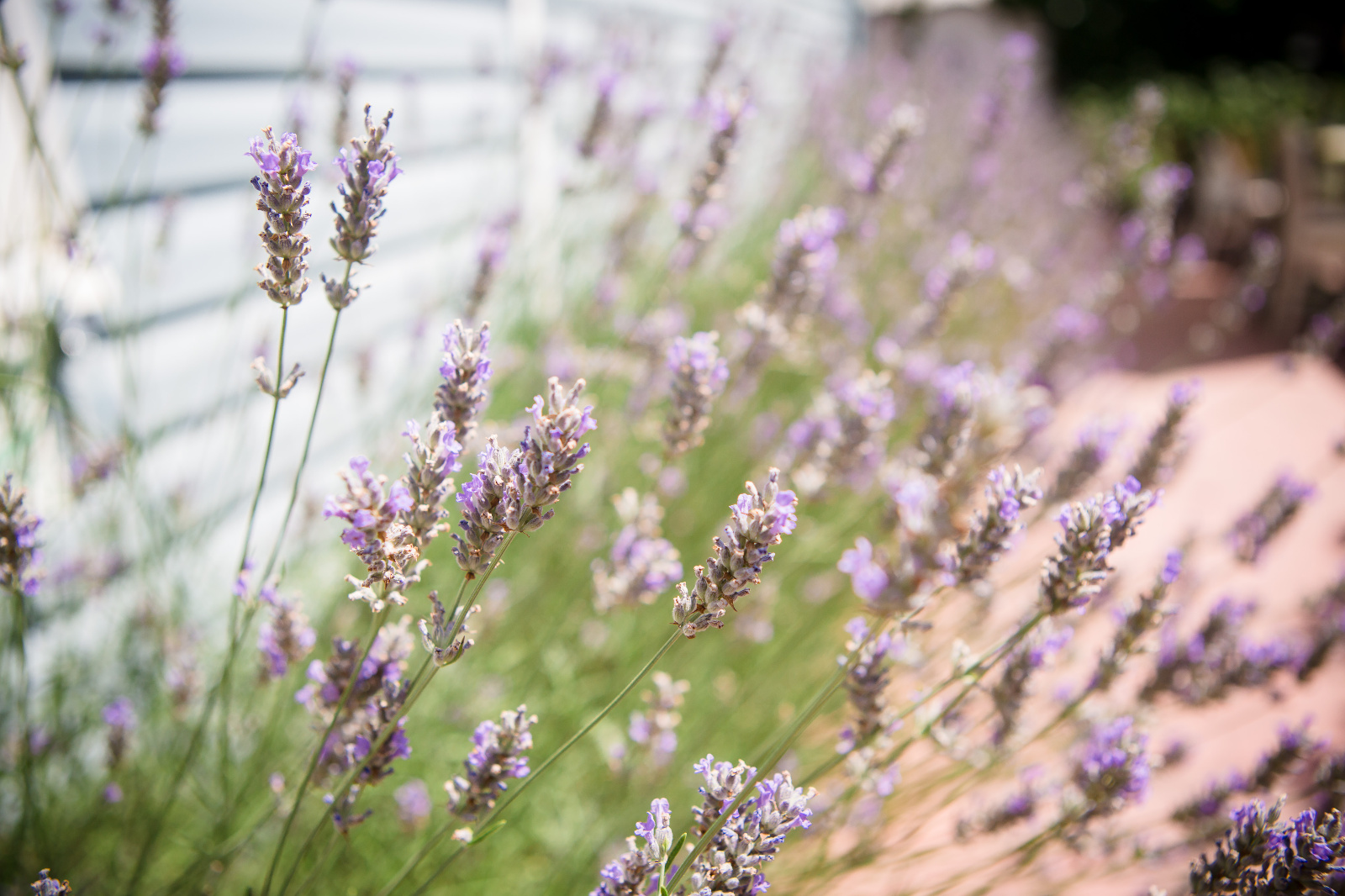 Foto botez ochisoru064