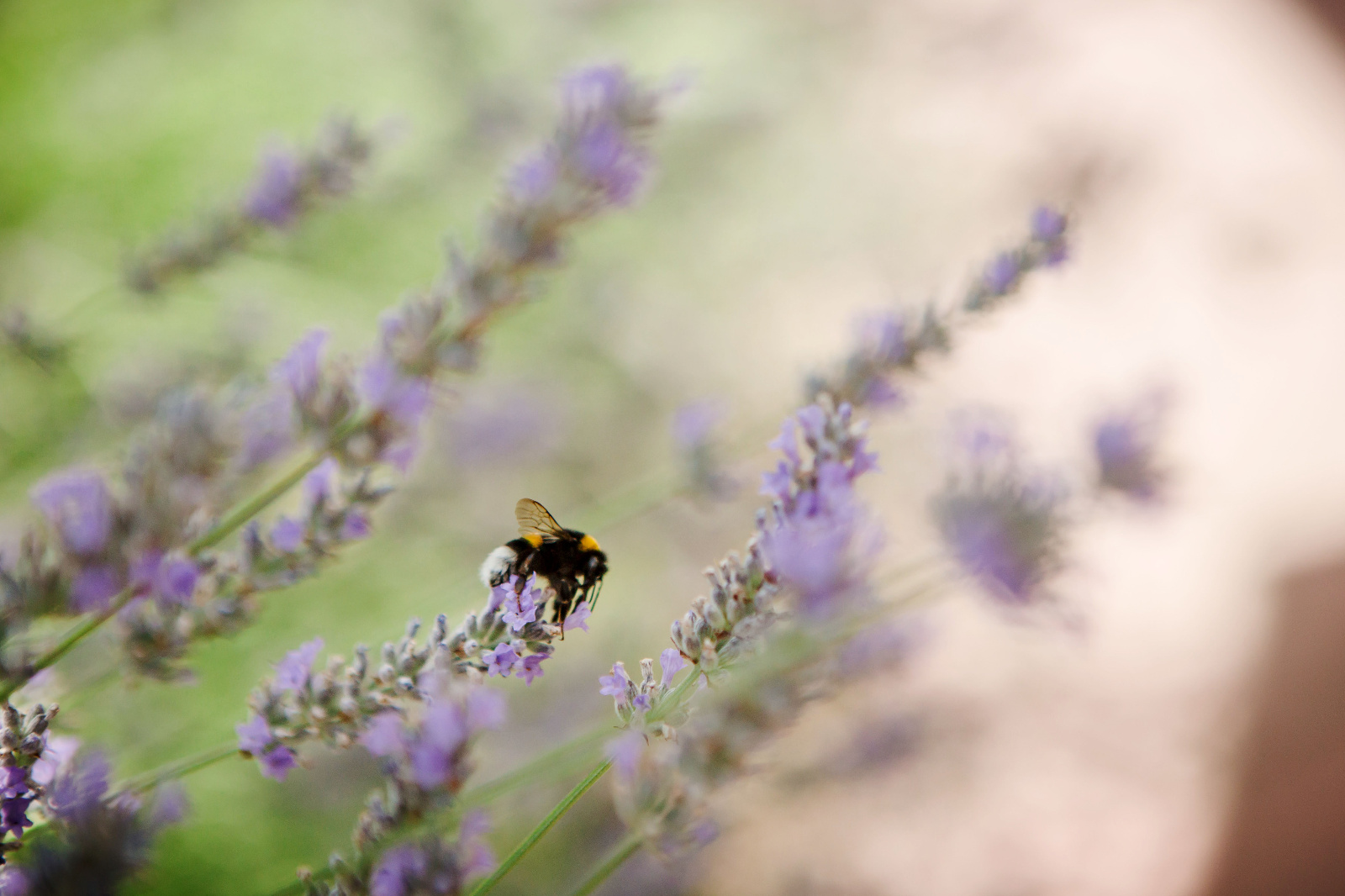 Foto botez ochisoru066